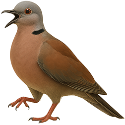 Vinaceous Dove